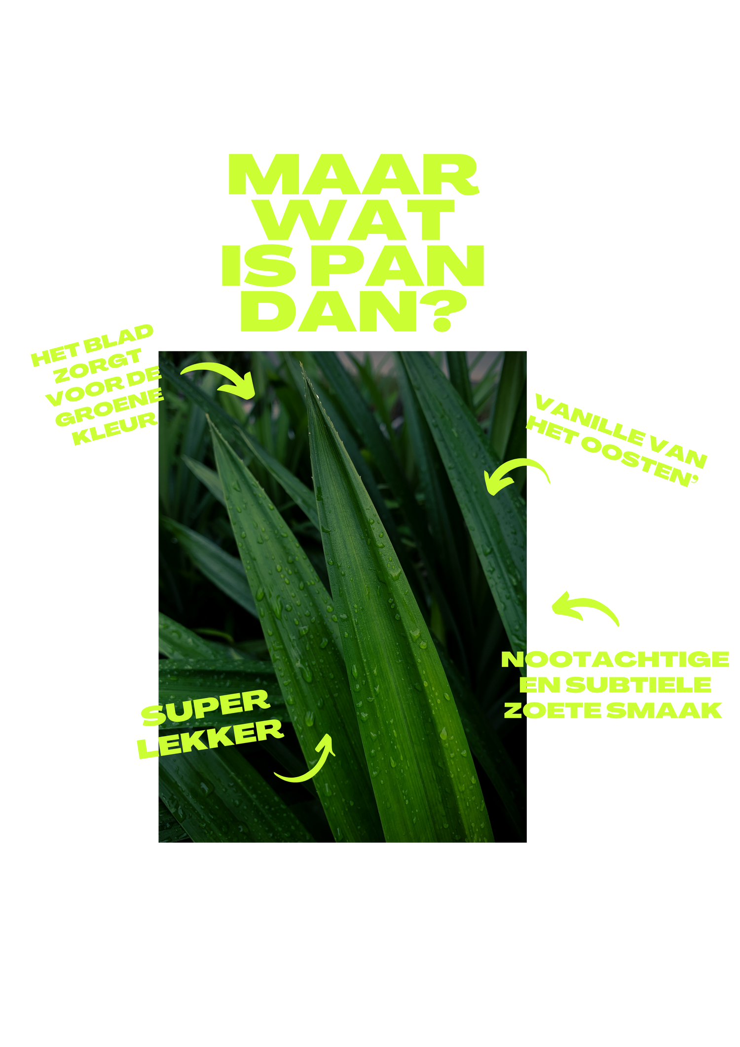 de pandan bakery hou je wafel wat is pandan